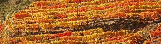 Cabecera Ayuntamiento de Cangas del Narca. Viña en Otoño