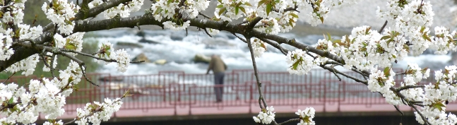 Cabecera Ayuntamiento de Cangas del Narca. Primavera 2. Cerezo y Río Narcea al fondo