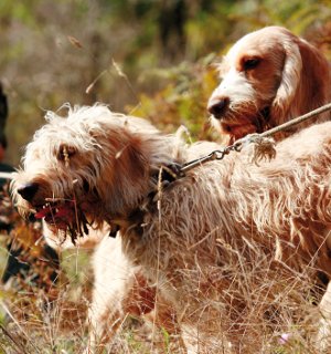 Perros de caza en una jornada de caza